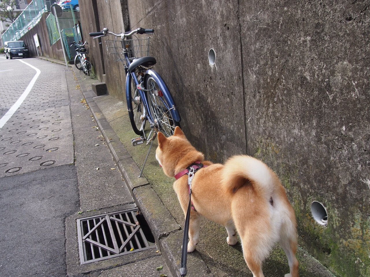 开云app-中超球队主客场表现对照，中超主场排名