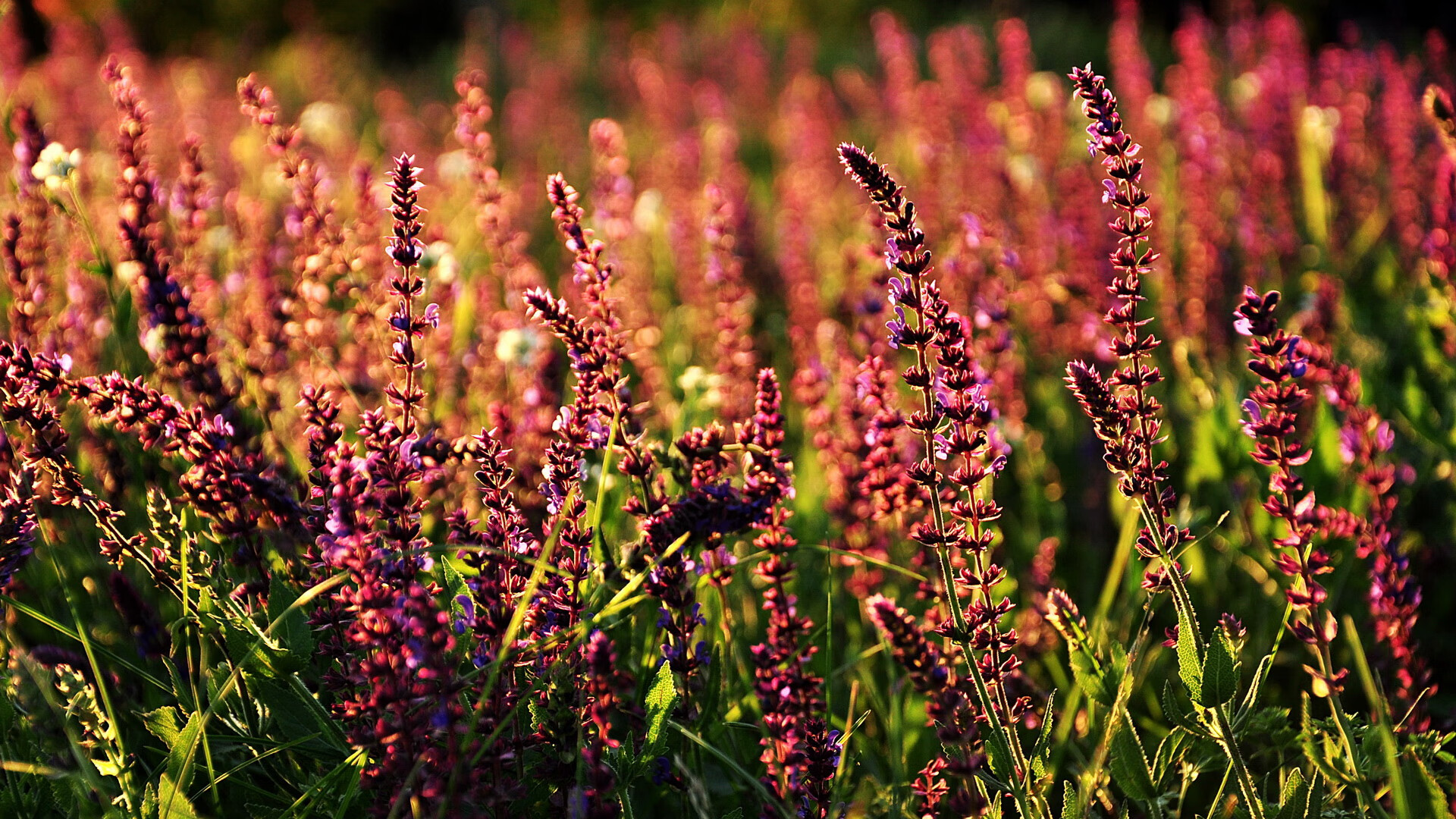 开云体育在线-意甲比赛中心理教练介入频次与球队表现关联，2020意甲主教练一览