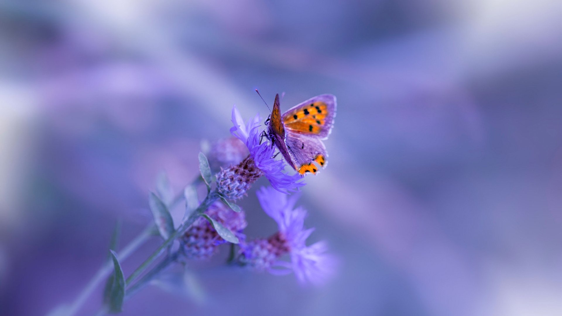 开云体育在线-意甲比赛中心理教练介入频次与球队表现关联，2020意甲主教练一览