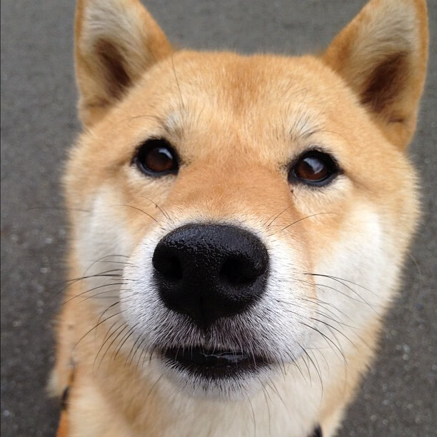 开云体育官网app-英超球员比赛中营养补给策略实时优化研究，英超球员规定