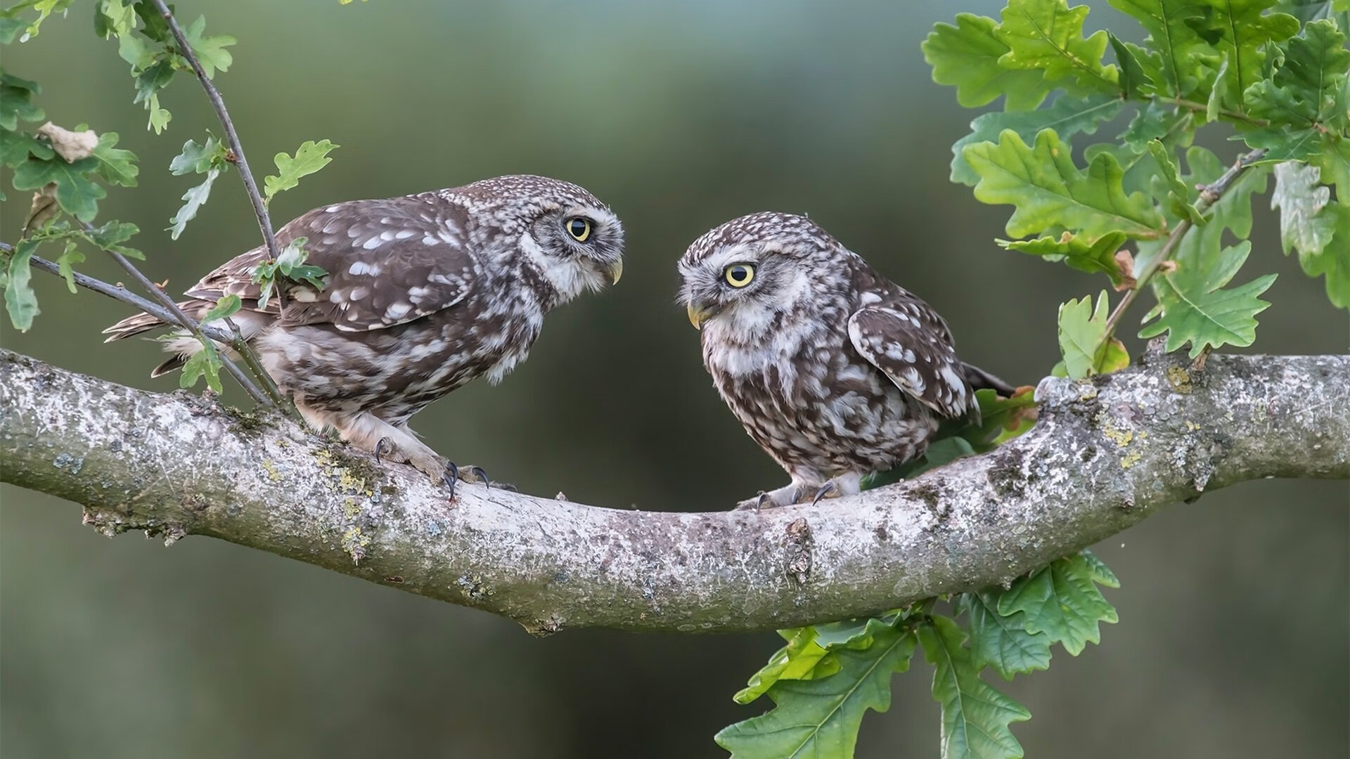 开云在线入口-中国女篮保持阵容稳定性增强默契，中国女篮保持阵容稳定性增强默契的原因