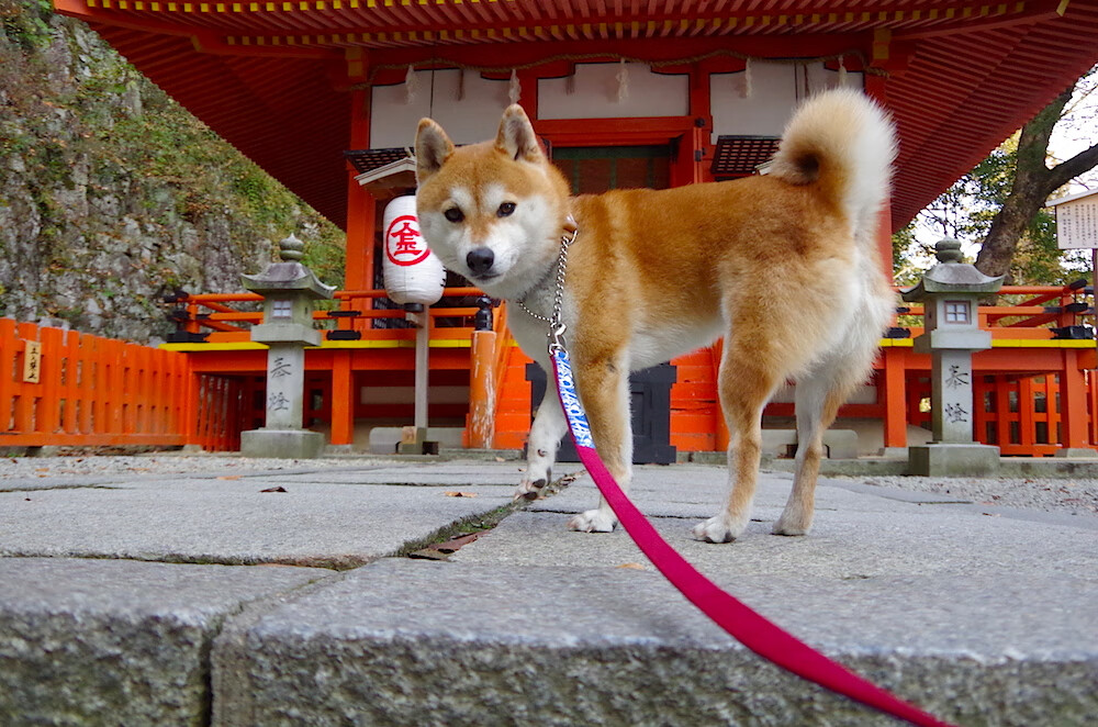 开云体育app入口-中小学生篮球技能等级考试标准发布，2020年小学生篮球考核标准