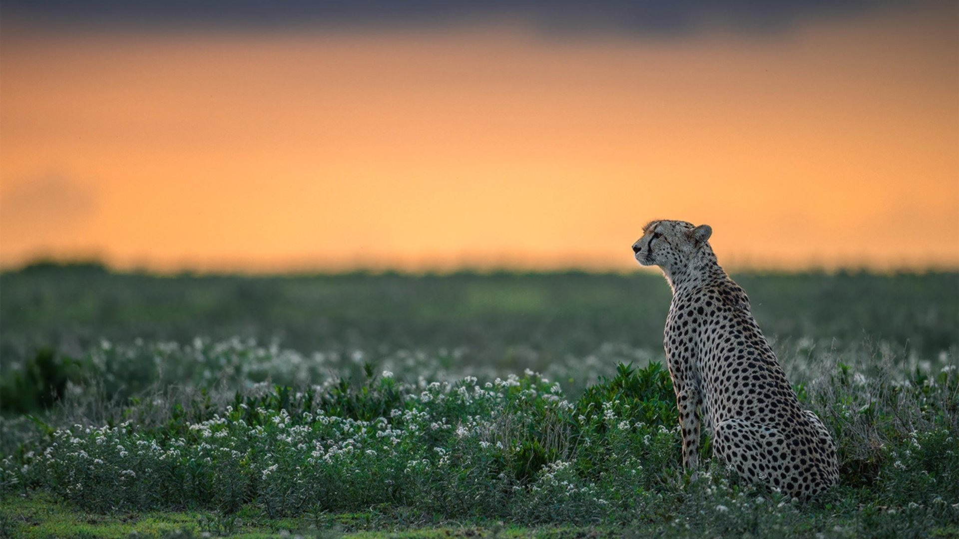 开云体育在线登入-数据分析在乒乓球战术中的应用不断深入，乒乓球分析统计图