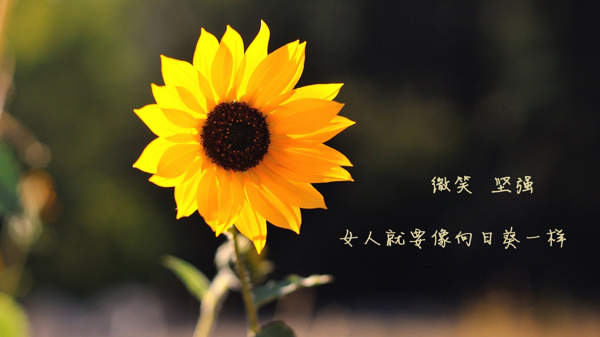 开云体育在线下载-赛制洞察：德国队在国际乒联混合团体世界杯中的策略部署，德国乒乓球赛结果