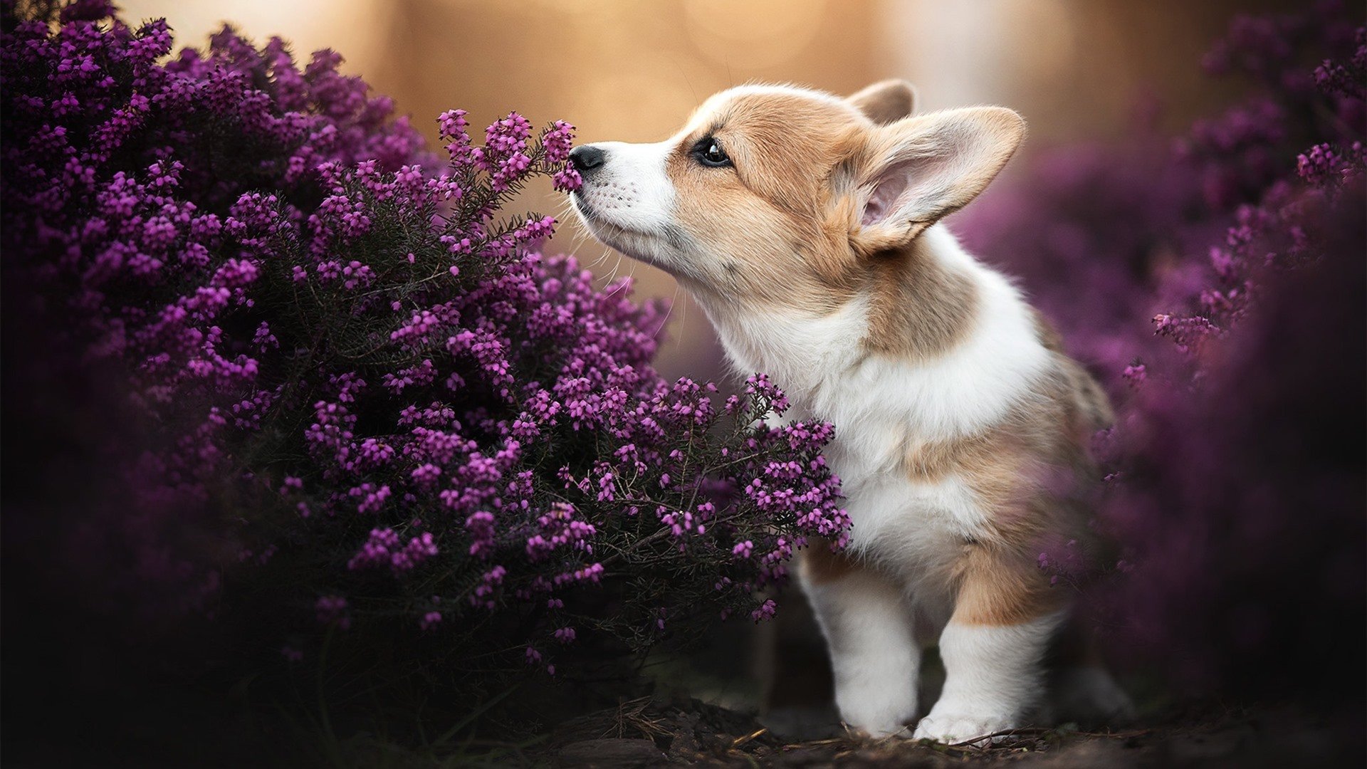 开yun官网-南非男篮在国际资格赛中拼尽全力，一路高歌