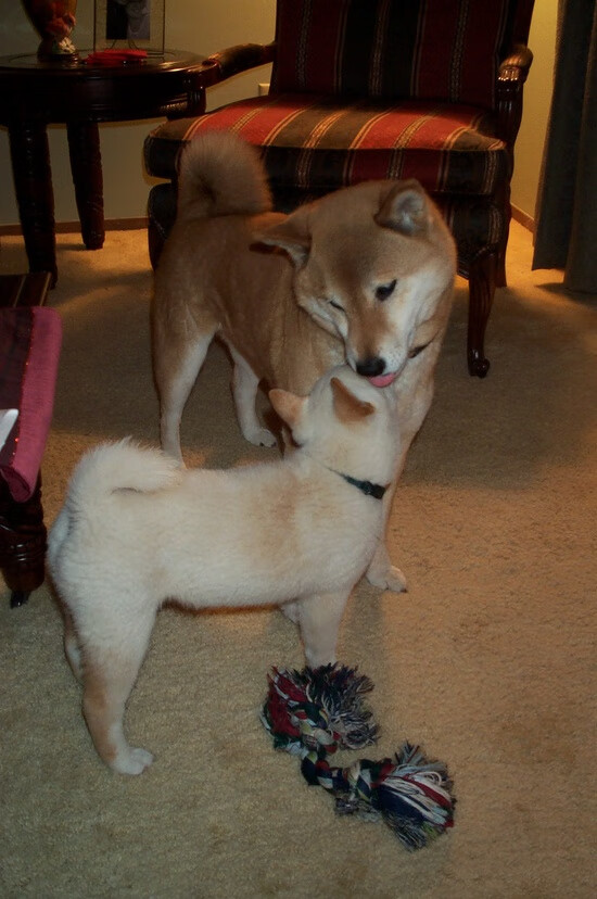 开云体育入口-卢卡·乌兰多蝶泳转身干净利落