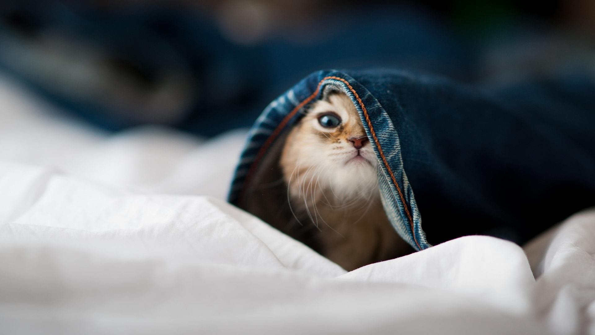 开云体育app-奥斯马尔·奥尔韦拉跳板动作精准无误,奥马尔·奥尔蒂斯