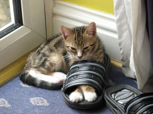 开云体育登录-安东·李恩：精准传球与出色的防守使他成为全黑队不可或缺的核心