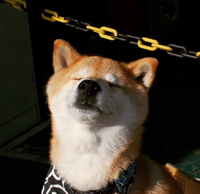 开云在线入口-德甲联赛的粉丝文化多样化,德甲 球迷