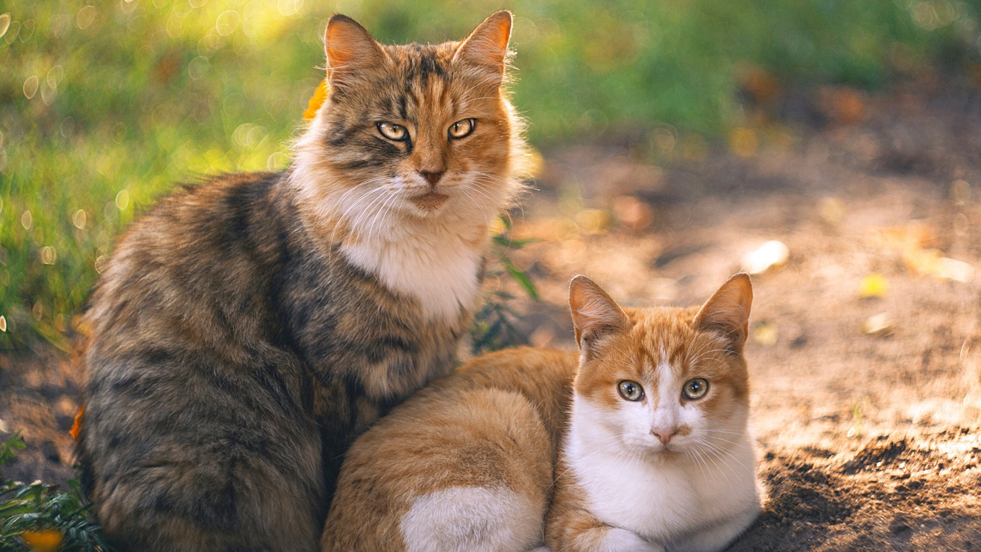 开云体育入口-意甲联赛的海外市场战略,意甲联赛简介