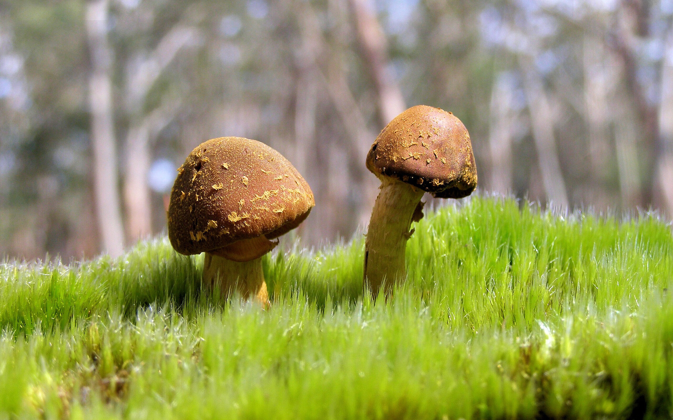 开云app-瑞安:全黑队防守与进攻的完美平衡,助力球队取胜,瑞安市打黑除恶办领导名单