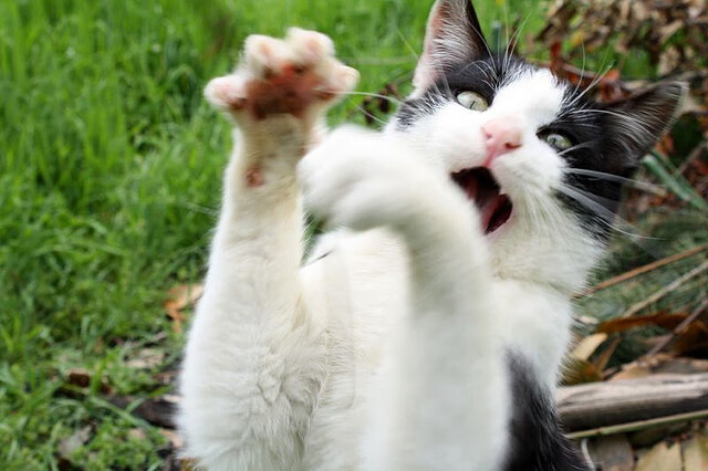 开云体育官网登入-中国篮球联赛裁判员等级评定与晋升机制透明性探讨，中国篮球裁判员等级查询