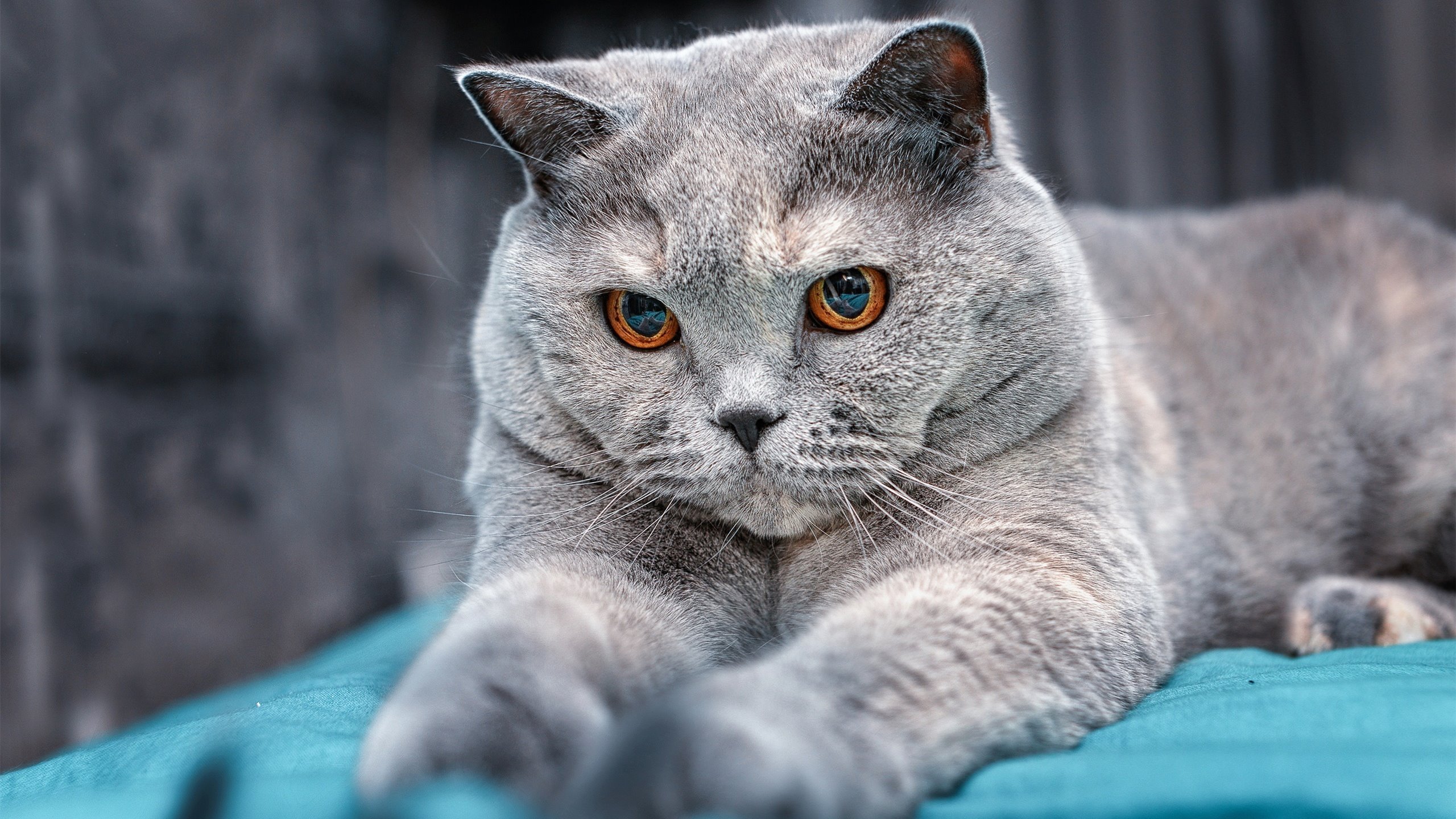 开云体育官网下载-中国足球职业联赛提升比赛裁判透明度，中国足协裁判规则