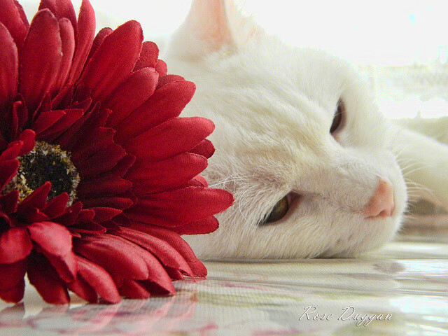 kaiyun开云体育-中国足球联赛推动校园足球与职业足球衔接，中国校园足球发展现状问题与建议